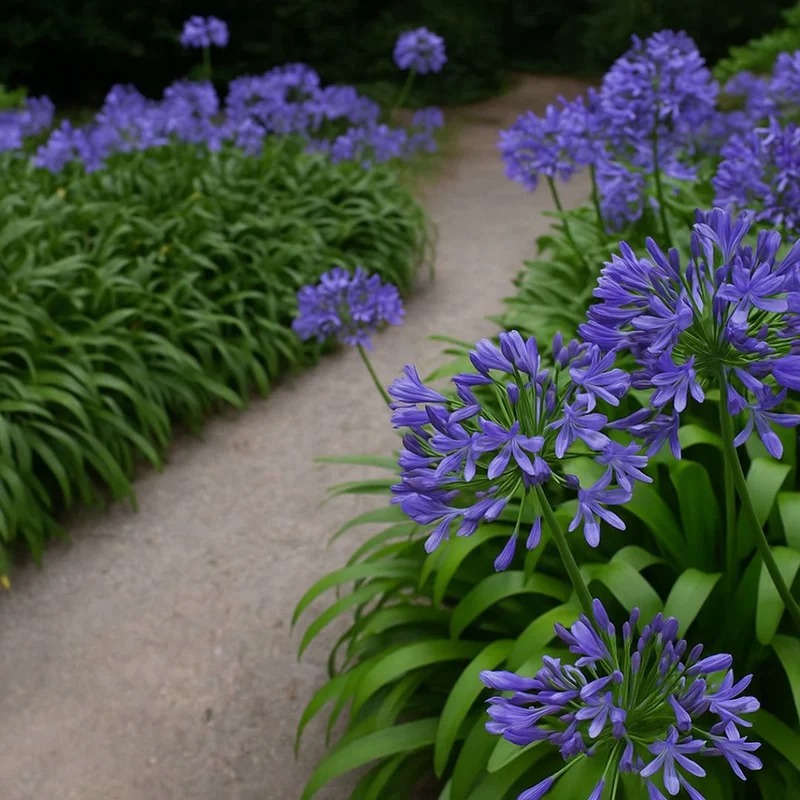Agapanthus - Flor símbolo do evento